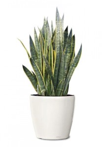 laurentii-snake-plant-small-ornamental-plant-sansevieria-laurenti-realornamentals.com-web-940-wplok